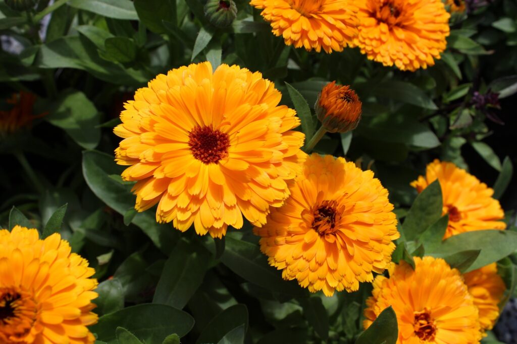 araneel-calendula-3448949_1920