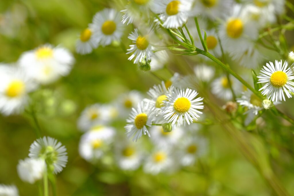 bru-no-chamomile-3506769_1920