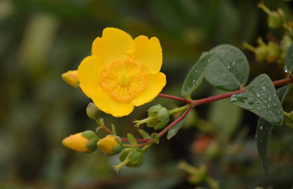 neelam279-flower-7421290_1920