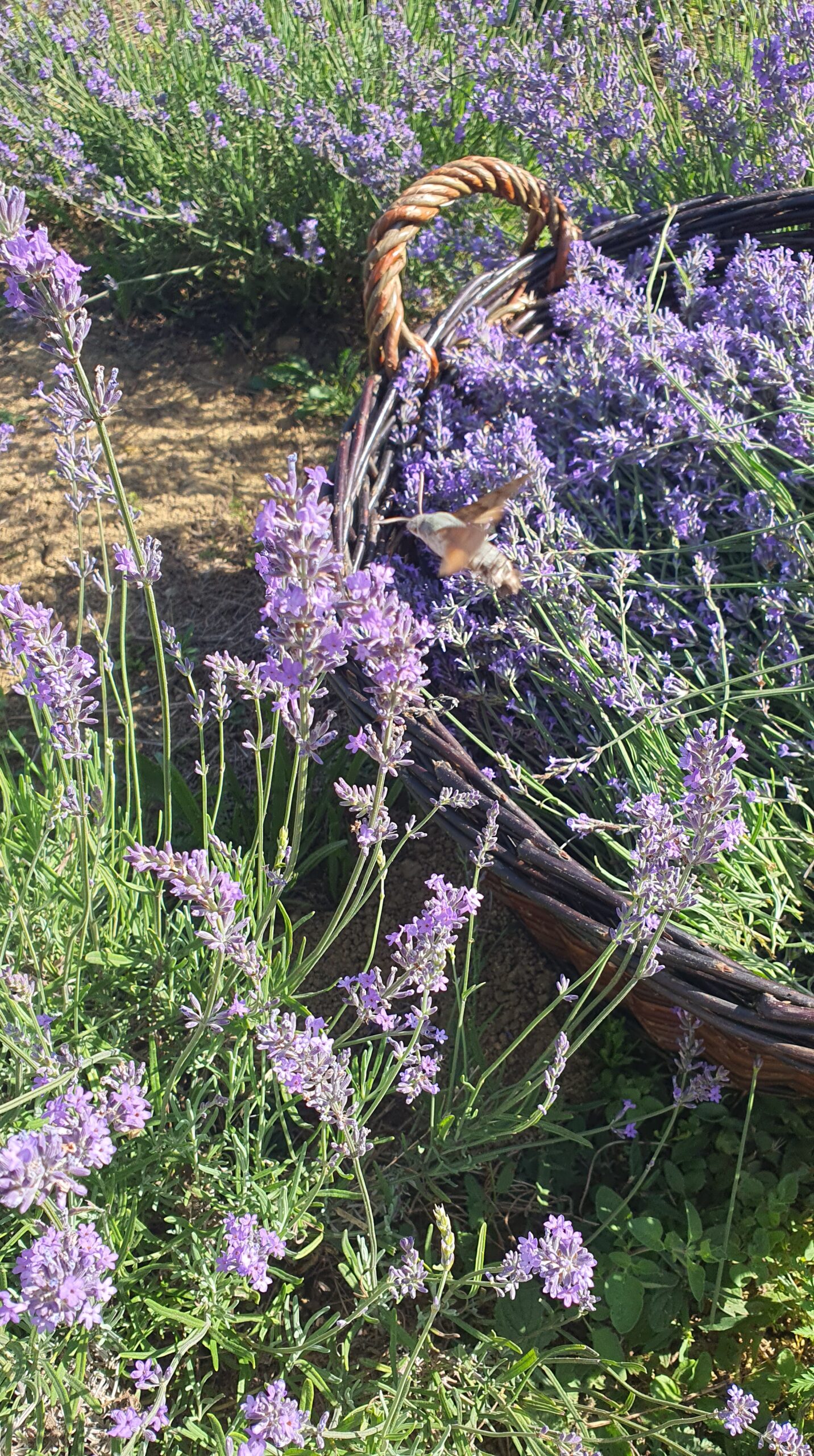 Macérât de lavande officinale bio – Image 2