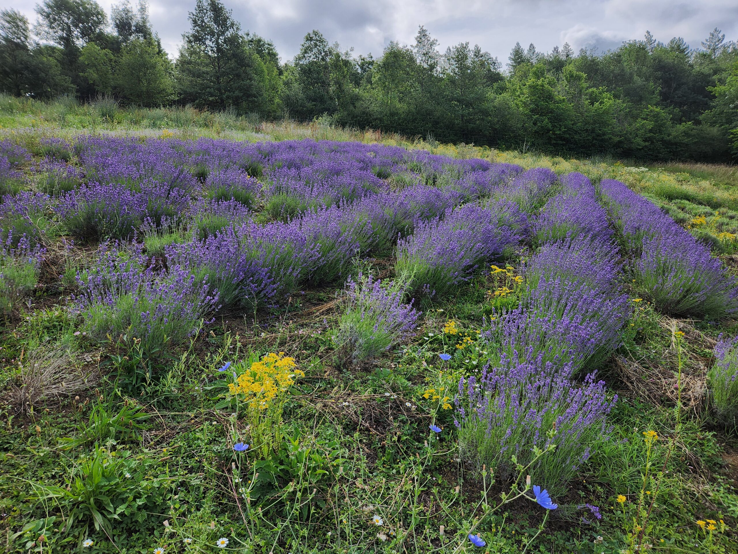 Macérât de lavande officinale bio – Image 3